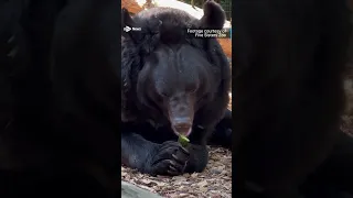 Bear that survived bombing of Ukrainian zoo to be re-homed in Scotland