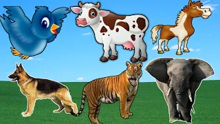 Animal sounds - cat, duck, dog, elephant, chicken, cow, horse, goat, sheep, lion, Animal Sound 143