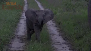 WildEarth- Sunrise Safari - 03 January 2022