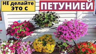 Не делайте это с ПЕТУНИЕЙ! Избегаем четыре ошибки в уходе за Петунией