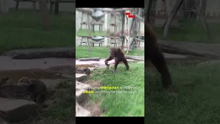 Hilarious! Young Orangutan Annoys Otters and Instantly Regrets It | Funny Animal Encounter 🐵🦦