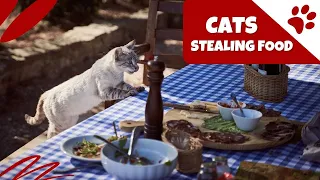 CAT COMPILATION - Cats Stealing Food