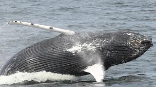 Looking for something fun to do? Go whale watching in New Jersey