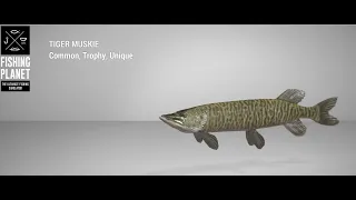 Fishing Planet - Saint Croix Lake - Unique - Tiger Muskie -  Spin