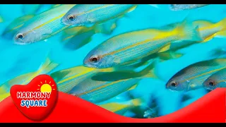 What is Bioaccumulation - More Science on the Learning Videos Channel