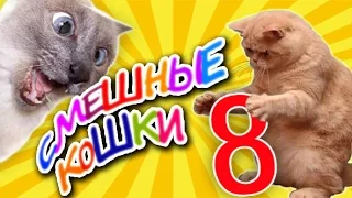 Смешные кошки 8 ● Приколы с животными лето 2014 - коты ● Funny cats vine compilation ● Part 8