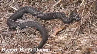 В Тверской области проснулись гадюки