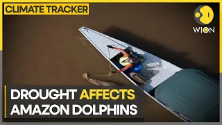 Over 120 freshwater dolphins die in Amazon | WION Climate Tracker