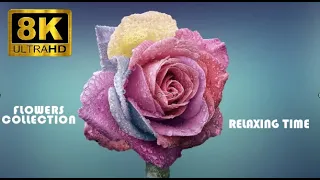 The Most Beautiful Flowers 8K ULTRA HD