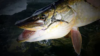 Ice Fishing For Northern Pike In Alberta!