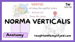 Anatomy of the skull as seen from above | norma verticalis