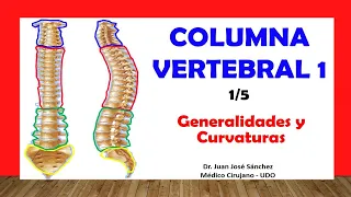 🥇 VERTEBRAL COLUMN 1/5 - Generalities, Curvatures. Easy and simple