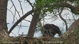 Eaglet potties over the nest edge (2:08:58) and then begins to self-feed for the first time.