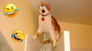 YOU LAUGH YOU LOSE😻🐶Best Funny Animals Video 2024😹