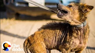 Guy Rescues Coyote-Looking Dog And Can't Believe What He Looks Like Two Years Later | The Dodo