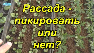 Рассада без пикировки - как это сделать.