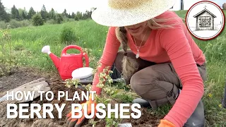 How to Plant Berry Bushes