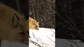 A FOX walking on the snow