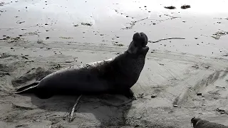 Elephant Seal Bulls Vocalizing 1/6/23