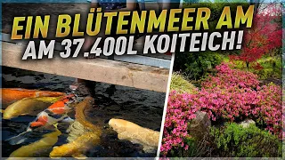 Ein BLÜTENMEER am 37.400 Liter KOITEICH! + JBL PROPOND Futterautomat + Update OUTDOOR HÄLTERUNG!