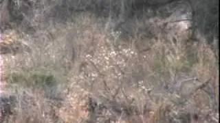 BIGFOOT FOOTAGE