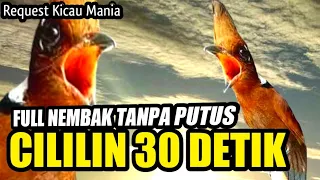 TEMBAKAN CILILIN 30 DETIK FULL TANPA PUTUS MASTERAN MURAI BATU TROTOL CALON JUARA