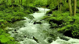 Japan Forest River flowing sound. Relaxing Nature, Forest River 4k, White Noise, Sleep, Meditation.