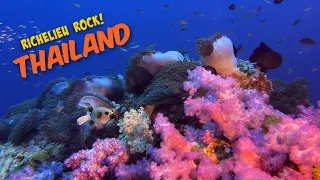 Richelieu Rock, Surin & Similan Islands, Thailand Scuba (4K) - An Absurdity of Abundance! 😲