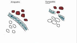Biology Allopatric vs Sympatric Speciation