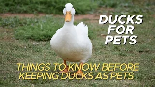 Ducks for Pets - Things To Know Before Keeping Ducks As Pets