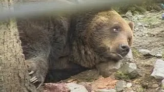 Ukraine: Yanukovich's winter palace housed wild animals including bears, pheasants and wild boars