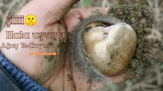 Yediuyur un şaşırtan yuvası.! Yeni yuvaya taşıdık🐁