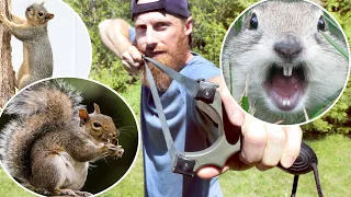 Slingshot Hunting Squirrels & Attic Squirrel Trapping *WARNING GRAPHIC*