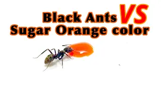 Black giant ants Vs Sugar color orange | AntsCambodia Ep 38