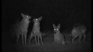 Urban Coyote Pack Howling