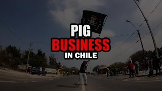 Pig Business in Chile Trailer (English and Spanish subtitles)