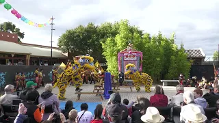 PMLD – The Awakening of the Dragon –Lion Dance - Bendigo Easter Festival 2023