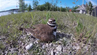 Killdeer Birds - Babies in the Nest