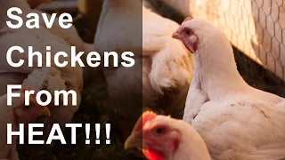 Save Chickens from Overheating