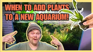 WHEN Should You Add Plants To A New Fish Tank? + Cycling Your Planted Aquarium: Tips & Tricks.