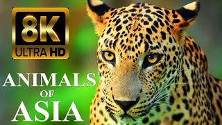 Animals Of Asia 8K - Names and Real Sounds