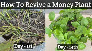 How to Revive a Dying Money Plant or Pothos (With Full Results)