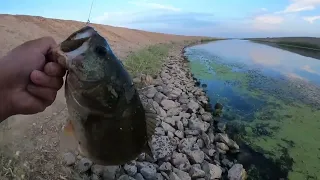 Bass Fishing Delta Mendota Canal (DMC)