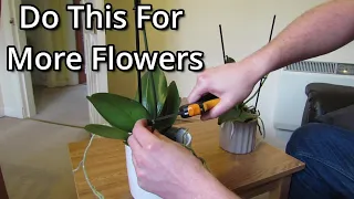 How to get your Phalaenopsis orchids to flower again