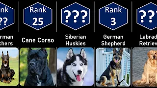 Top 50 Most Popular Dog Breeds In The World | Comparison