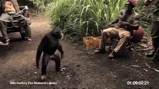 Monkey Shoots Stupid African Soldiers With AK-47 Machine Gun, FUNNY