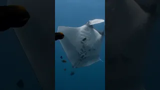 Giant mantas interacting with divers! ❤️ #manta #mexico #shorts