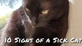 10 Signs of a Sick Cat