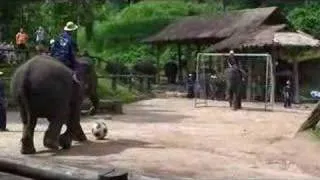 Elephants playing soccer in Chiang Mai, Thailand