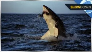 Great White Shark Breaches in SLOW MOTION